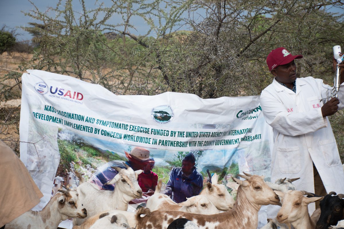 ConcernKenya's tweet photo. 📉Stepping up the mass vaccination exercise activity in @marsabit_county , @ConcernKenya is ramping up efforts to aid 🐄🐐202,000+ livestock, enhancing their health post #drought. 

📌A big thank you to @USAIDSavesLives for the funding! And @marsabit_county  for the partnership. https://t.co/ncpchRgBv8