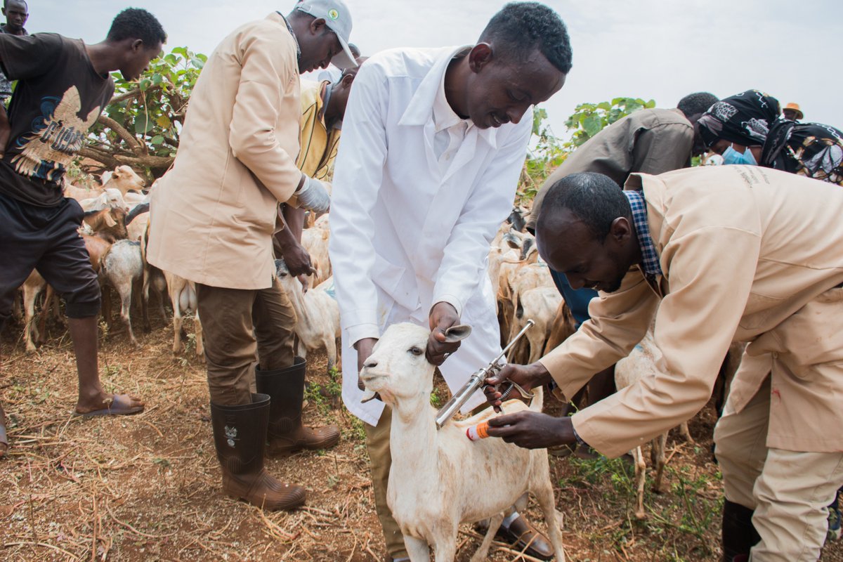 ConcernKenya's tweet photo. 📉Stepping up the mass vaccination exercise activity in @marsabit_county , @ConcernKenya is ramping up efforts to aid 🐄🐐202,000+ livestock, enhancing their health post #drought. 

📌A big thank you to @USAIDSavesLives for the funding! And @marsabit_county  for the partnership. https://t.co/ncpchRgBv8