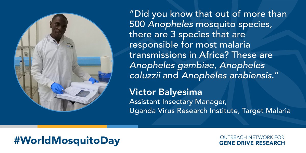 TargetMalaria's tweet photo. #Malaria remains Uganda’s leading cause of death. 

This #WorldMosquitoDay, Victor Balyesima tells us about his work at @UVRIug @TargetMalaria to understand the behavior of local malaria-carrying mosquitoes⬇️
https://t.co/JEZJNkWTCr

#WorldMosquitoDay #OutreachNetwork #GeneDrive https://t.co/oSzI90j4cN