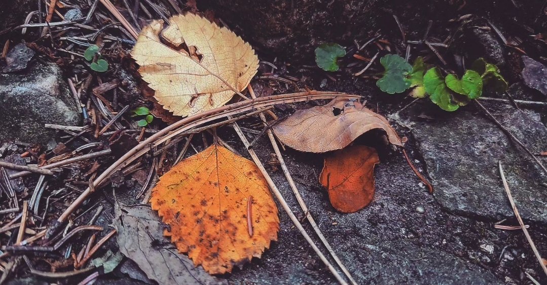 Seasons are beginning to change on the forest floor, and autumn is coming. 🍁 

In the coming weeks, we will be sharing our favorite fall hiking trails in the Black Hills! Keep checking back! 

#ADVENTURE605 

#Adventuringthe605 #Adventuring #Falliscoming #seasonschanging