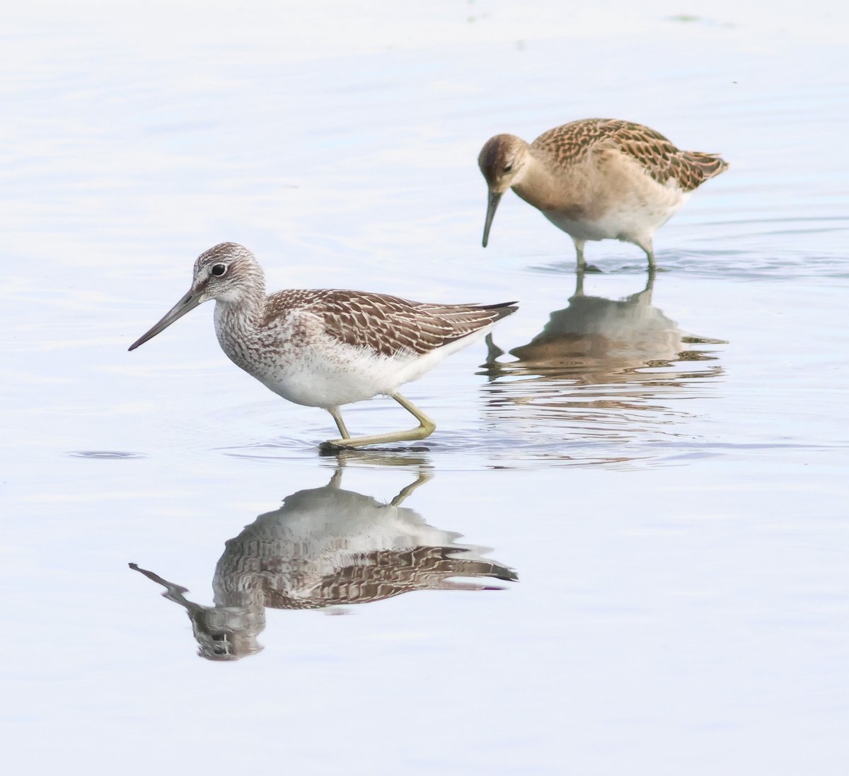 ijandrews1's tweet photo. 14 Aug. Musselburgh. Stejneger's Scoter joined by an imm male Surf Scoter (both in photo below), 1 Green Sandpiper, 2 Little Egrets, 8 Whimbrel west, 13 Ruff, 3 Greenshank, only 6 Little Gulls @birdinglothian https://t.co/nIiTbx3nIq
