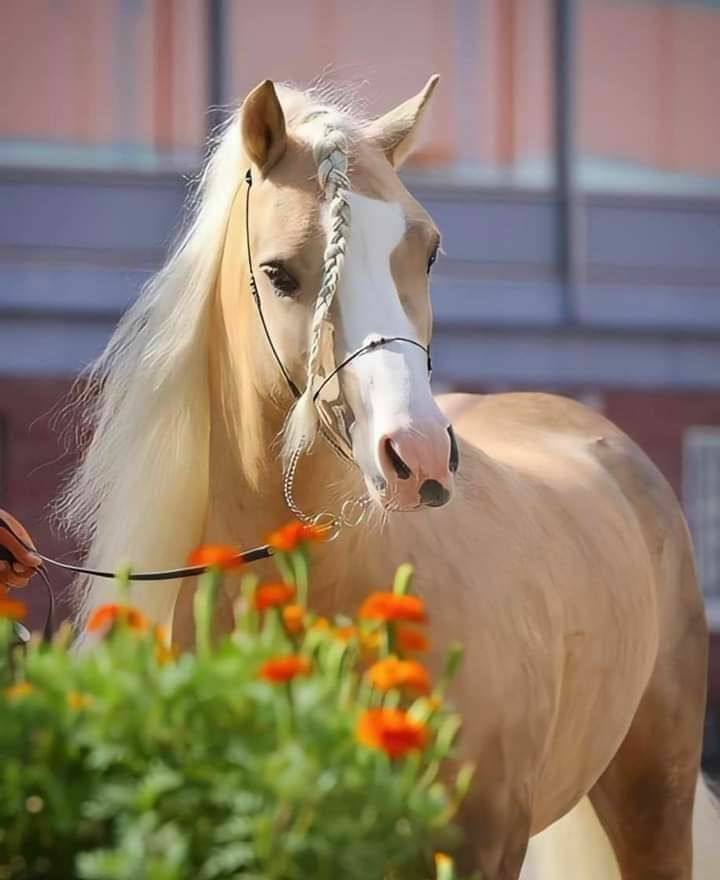 'سُبحانكَ اللَّهُمَّ تدري مَا نُكابِدُه اشْفِ الصُّدُور بفضلٍ مِنكَ يَنهمِرُ'.♥️ 🌴سبحان الله وبحمده سبحان الله العظيم🌴