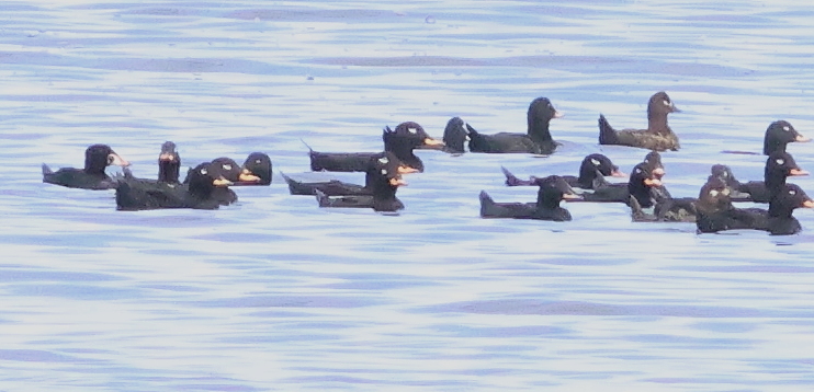 ijandrews1's tweet photo. 14 Aug. Musselburgh. Stejneger's Scoter joined by an imm male Surf Scoter (both in photo below), 1 Green Sandpiper, 2 Little Egrets, 8 Whimbrel west, 13 Ruff, 3 Greenshank, only 6 Little Gulls @birdinglothian https://t.co/nIiTbx3nIq