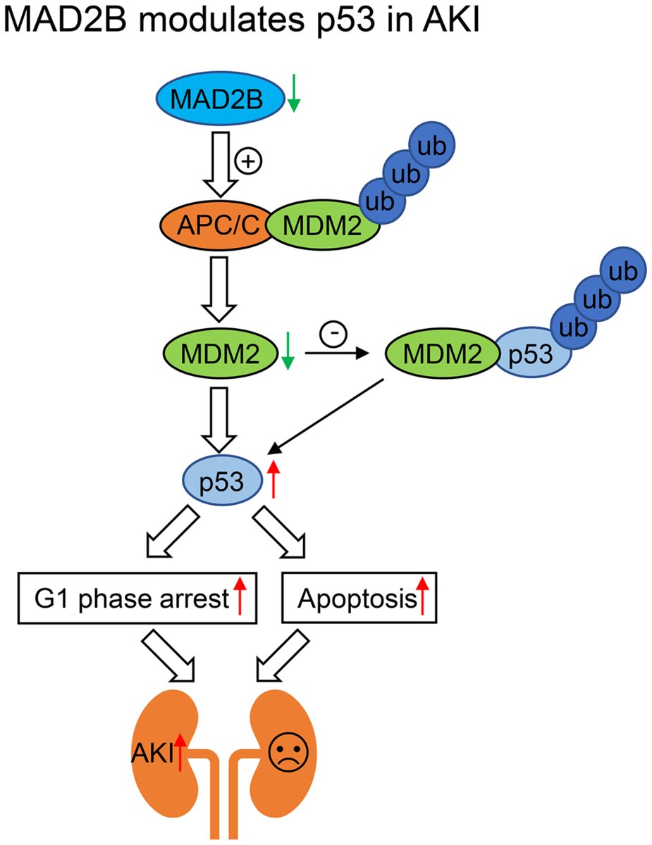 FEBSJournal's tweet image. ✳️Original Article✳️
🫘The MAD2B-APC/C-MDM2 axis mediates #acutekidneyinjury by modulating p53🫘
🖋️By Chun Zhang et al. @HuazhongUST
➡️Read the article at buff.ly/3DQuqhI
#apoptosis #cellcyclearrest #cellcycle #kidney