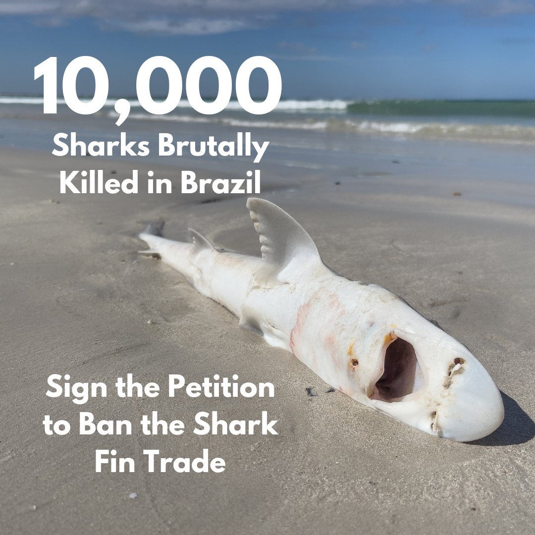 teamfinfree's tweet photo. Ten thousand sharks were brutally killed in Brazil. Brazil’s Congress plans to hold a hearing to ban the sale of shark fins, but we need  your help to turn words into action. Sign the petition: https://t.co/sS50vhwEaZ 
#SignThePetition #BanFinTrade #Sharkwater #RobStewart https://t.co/e3Y6YvjsUK