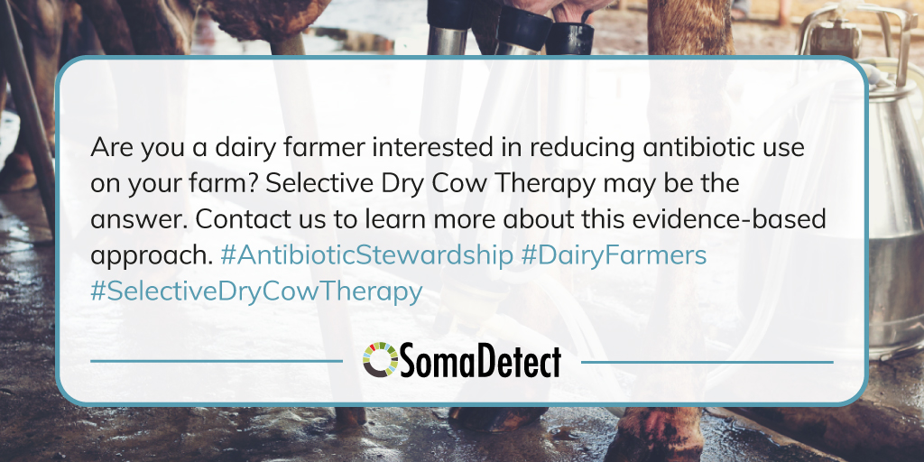 🥛🌱 Seeking Antibiotic Reduction for Your Dairy Farm? Explore Selective Dry Cow Therapy! 🚀💊

Say hello to a more sustainable future for your herd! 🌟✨ With SDCT you can take proactive steps towards a responsible and healthier dairy farming practice.

mtr.cool/cqvvdhduli