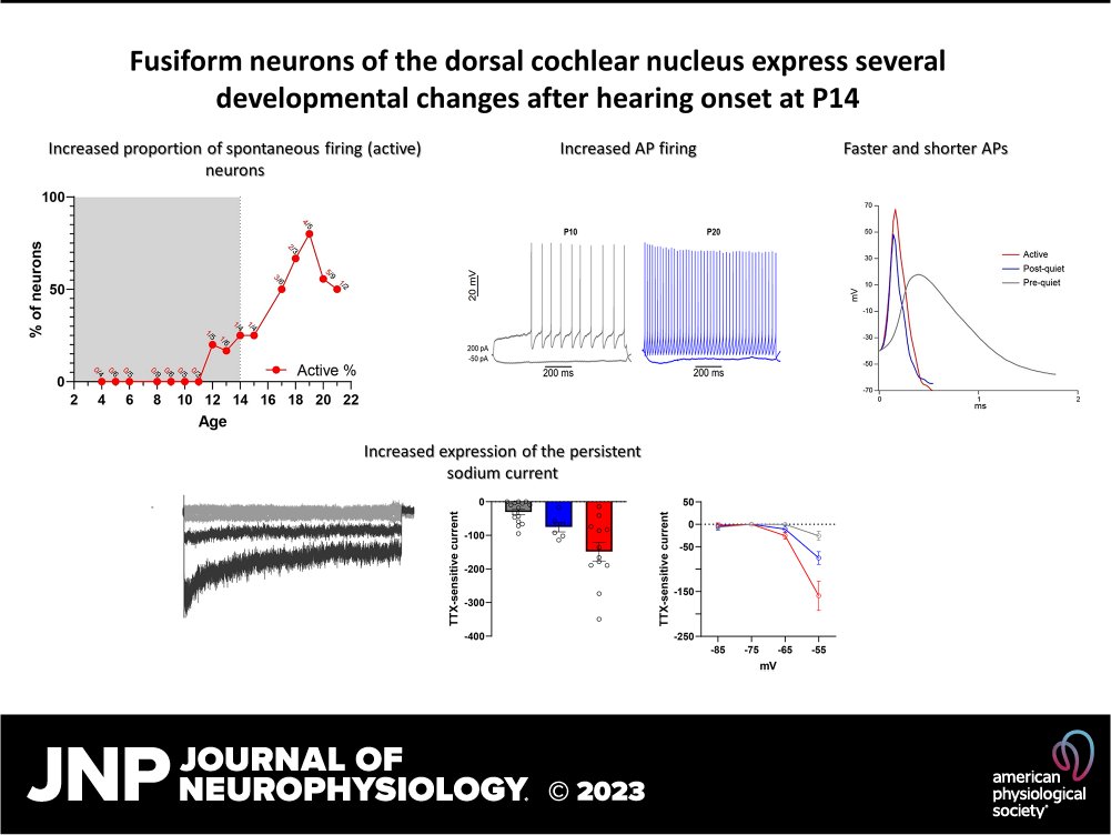 JNeurophysiol's tweet photo. 📃Development of electrophysiological properties of fusiform neurons from the dorsal #CochlearNucleus of mice before and after #hearing onset (Nikollas M. Benites et al.)
🖱 https://t.co/hHoSYkFXbE
@UNICIDonline #ActionPotential #PersistentSodiumCurrent https://t.co/vXFLLYTghg