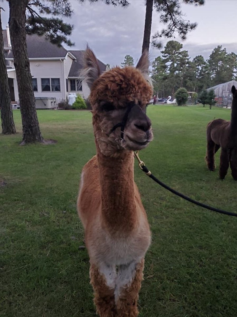 Visit_NJ's tweet photo. Just look at that face, he’s waiting for you to visit @out_of_sight_alpacas! See and interact with all kinds of friendly animals. 
📍  Waretown, New Jersey
.
.
.
#VisitNJ #NewJersey #NJAlpacas #NJSummer #AlpacaYoga #NJFarms https://t.co/ZdqrPYI8mG