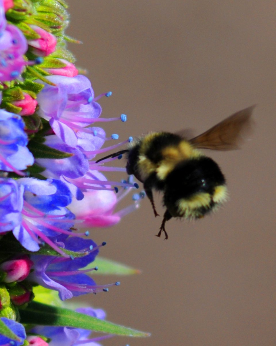 Save Mount Diablo tweet media