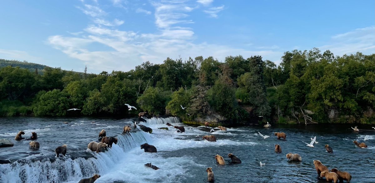 Katmai National Park tweet media