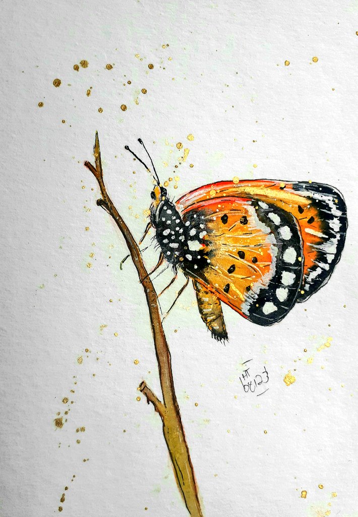 My tawny coster for #1hour1sketch. @1hour1sketch #kleineKunstklasse #amazinginsects