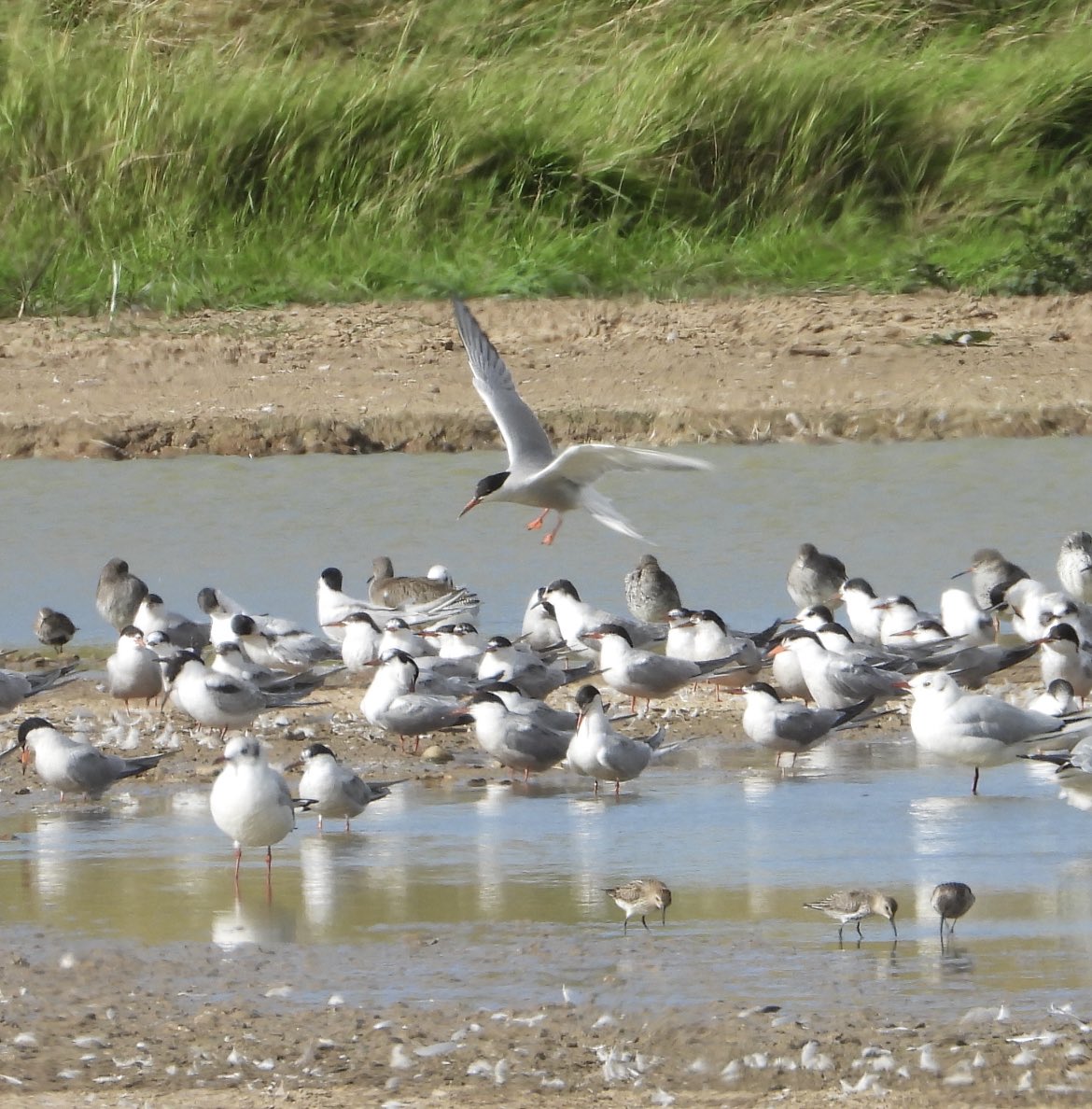 Tern!Tern!Tern! and a few other Byrds at Kilnsea Wetlands yesterday @spurnbirdobs #spurnbirds #kilnsea