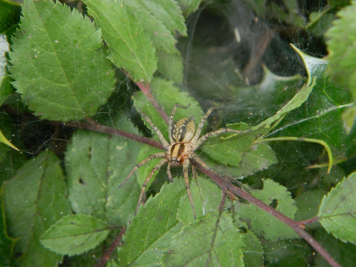First time we’ve ever been able to observe an adult Labyrinth Spider (Agelena labyrinthica) & what a WOW moment🤗This beautiful ♀ observed in hedgerow, along country lane, Cullompton, Devon 18.7.23 💚🕷️#LoveSpiders