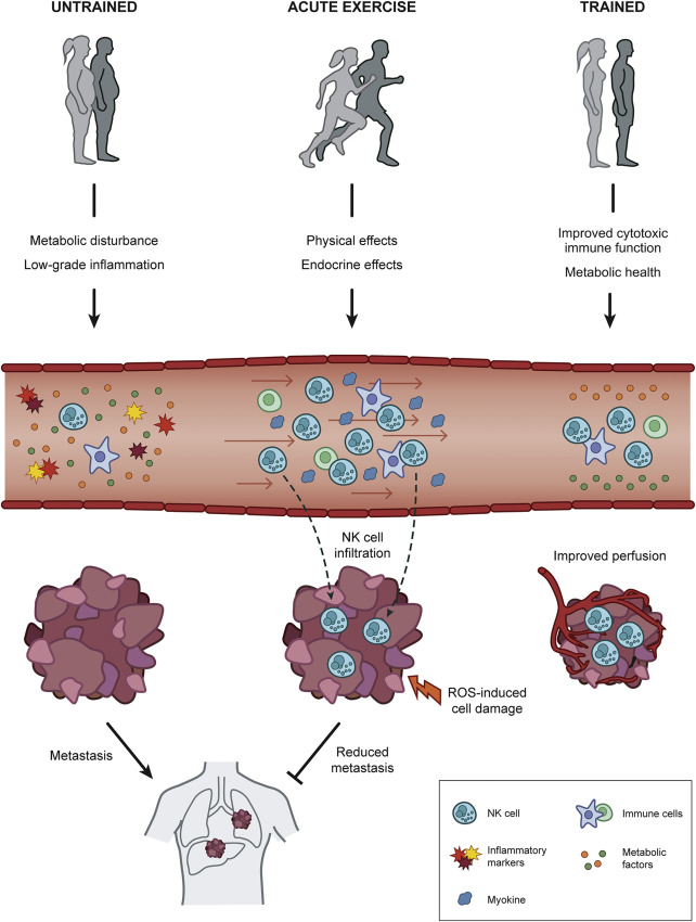 🟢Exercise as Cancer Medicine🟢 Discover how exercise holds the potential to lower cancer rates and impede tumor progression. Learn more about its mechanisms below 👇 🧵 cell.com/cell-metabolis… #exercise #cancer