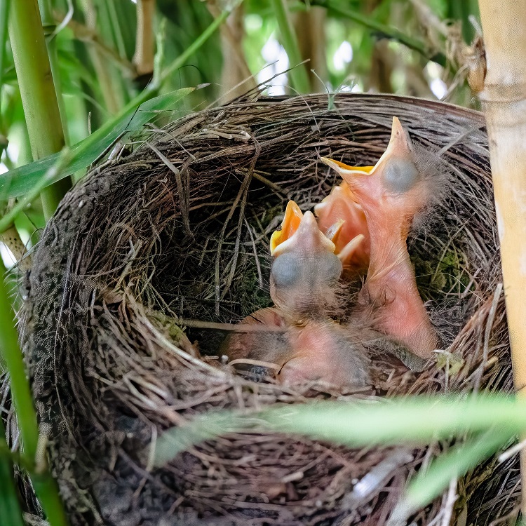 jyerdile's tweet photo. Unlike baby birds, we don't have to have our food "pre-chewed" for us, but that's really what a #smoothie is!  By making the carbs #acellular, smoothies can spike #bloodsugar, disrupt our gut #microbiome, and even result in us eating more than planned. A new article here: https://t.co/KzR1sd4yZ7