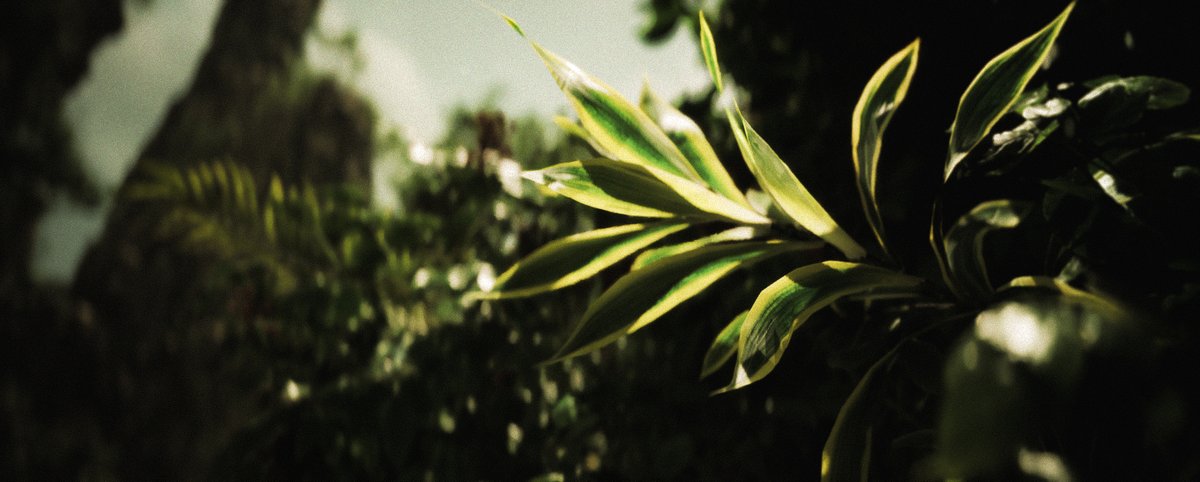 ashthorp1's tweet photo. SIMULATED NATURE - Stills captured within @UnrealEngine https://t.co/5zqC4PXzMe