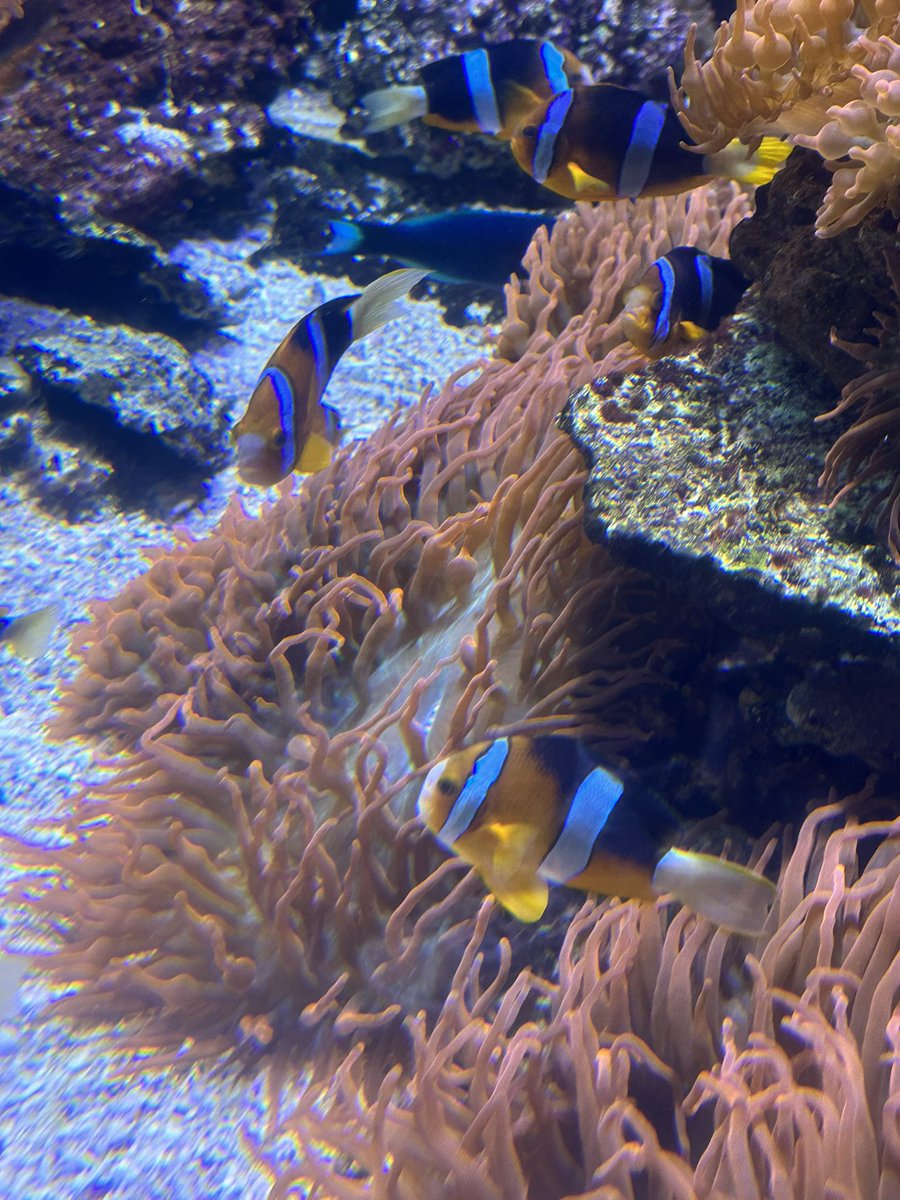kosukekeyaki's tweet photo. アメリカでも水族館来ちゃうんよなぁ https://t.co/WErsoiYlIn