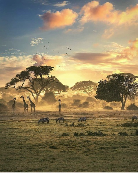 Poignant, haunting photo.
.  Ohhh Planet, how we love thee ..
.    Giraffes, zebras, birds, dawn ..
.      #ClimateNOW    ..    #MailVoteBLUE