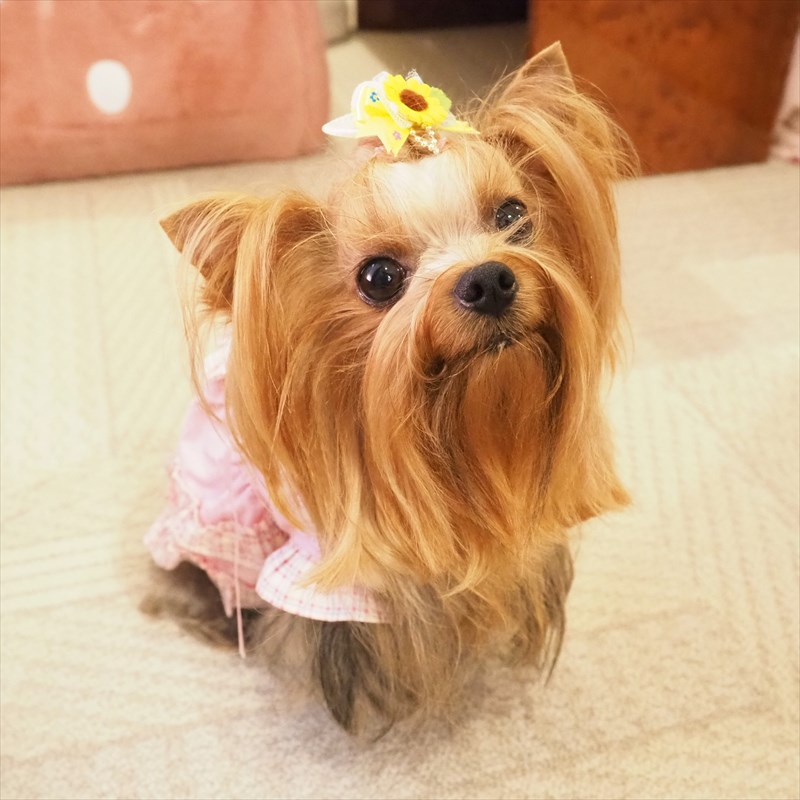 ママさん持病が悪化中で　もう一ヶ月近くまともに歩けない状態
日課だったエンジェルとのオモチャ遊びも　ちょびっとしか出来ない😥
エンジェルはストレスで吐いたり拒食したりと不安定だったけど
パパさん夏休みで　やっと落ち着いてくれました
#ごめんね
#甘えん坊天使は食事より愛情