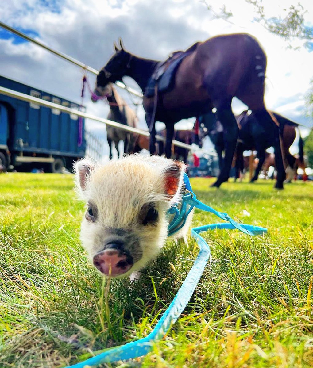 PintSizePigs's tweet photo. 🐷💭 Just horsing around!!! 😝

#minipigs #pintsizepigs #bestpigs 

https://t.co/BOMgtJoRlX https://t.co/3dHiJN0ngi