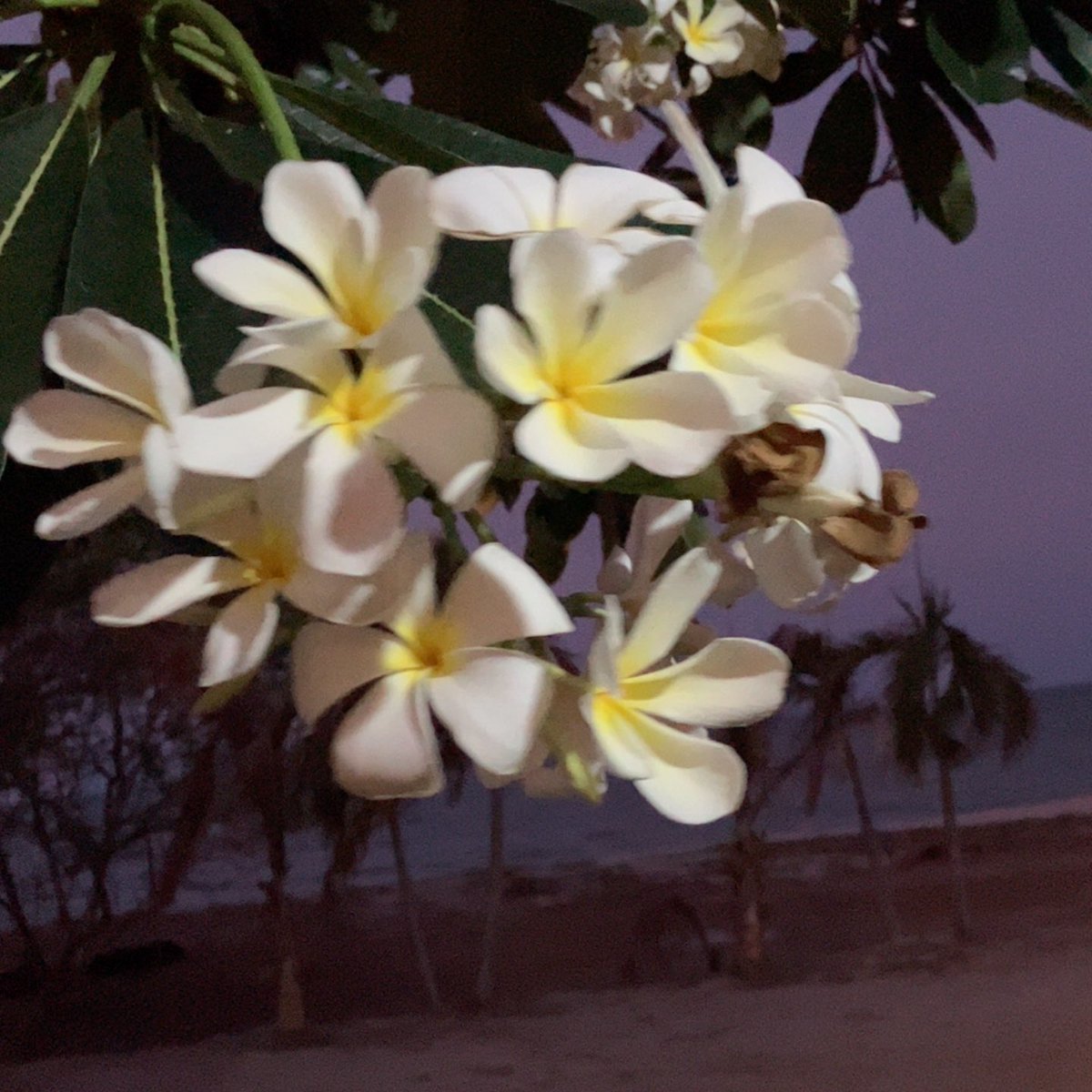 maaboo tweet media