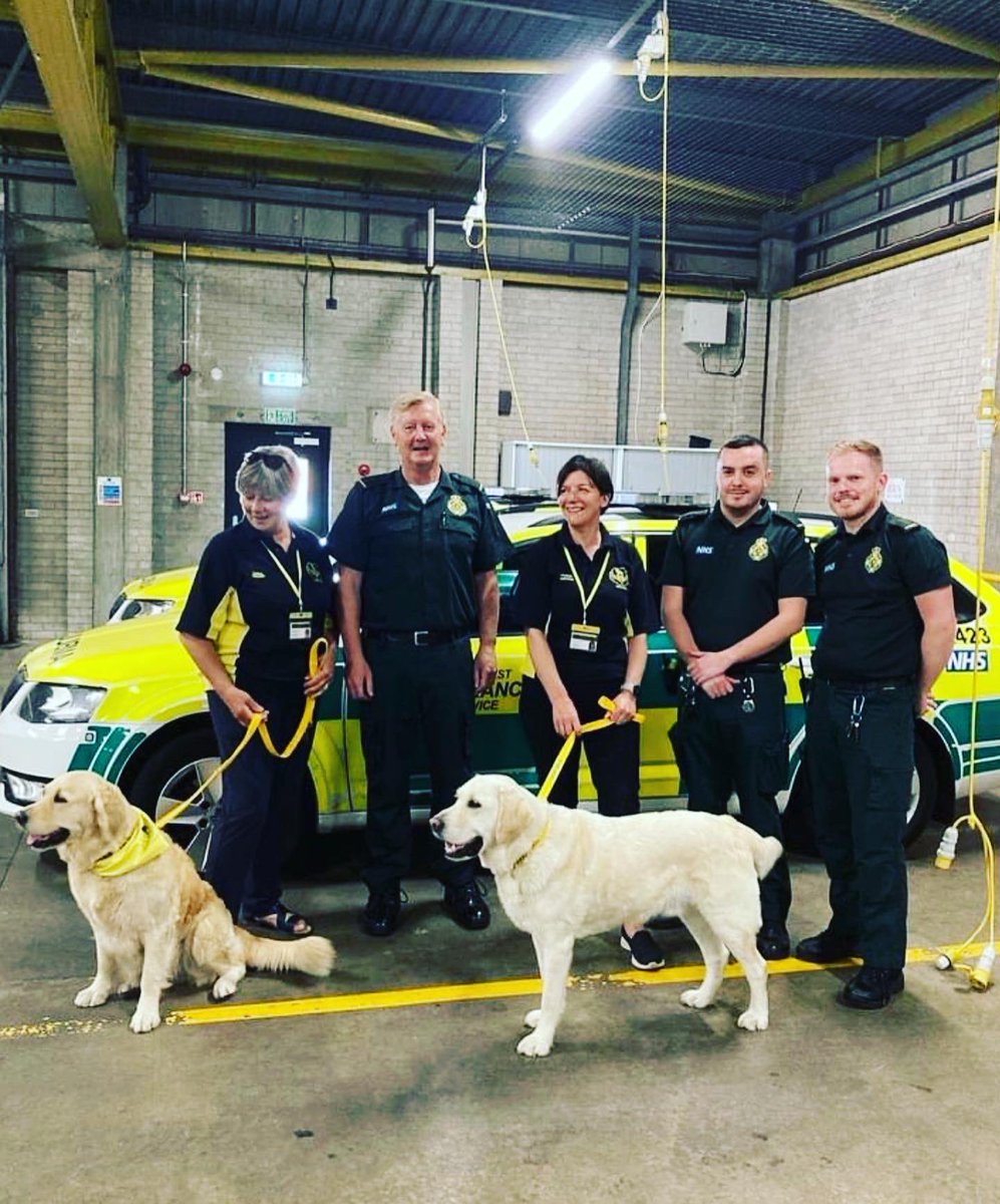 Therapy Dogs tweet media