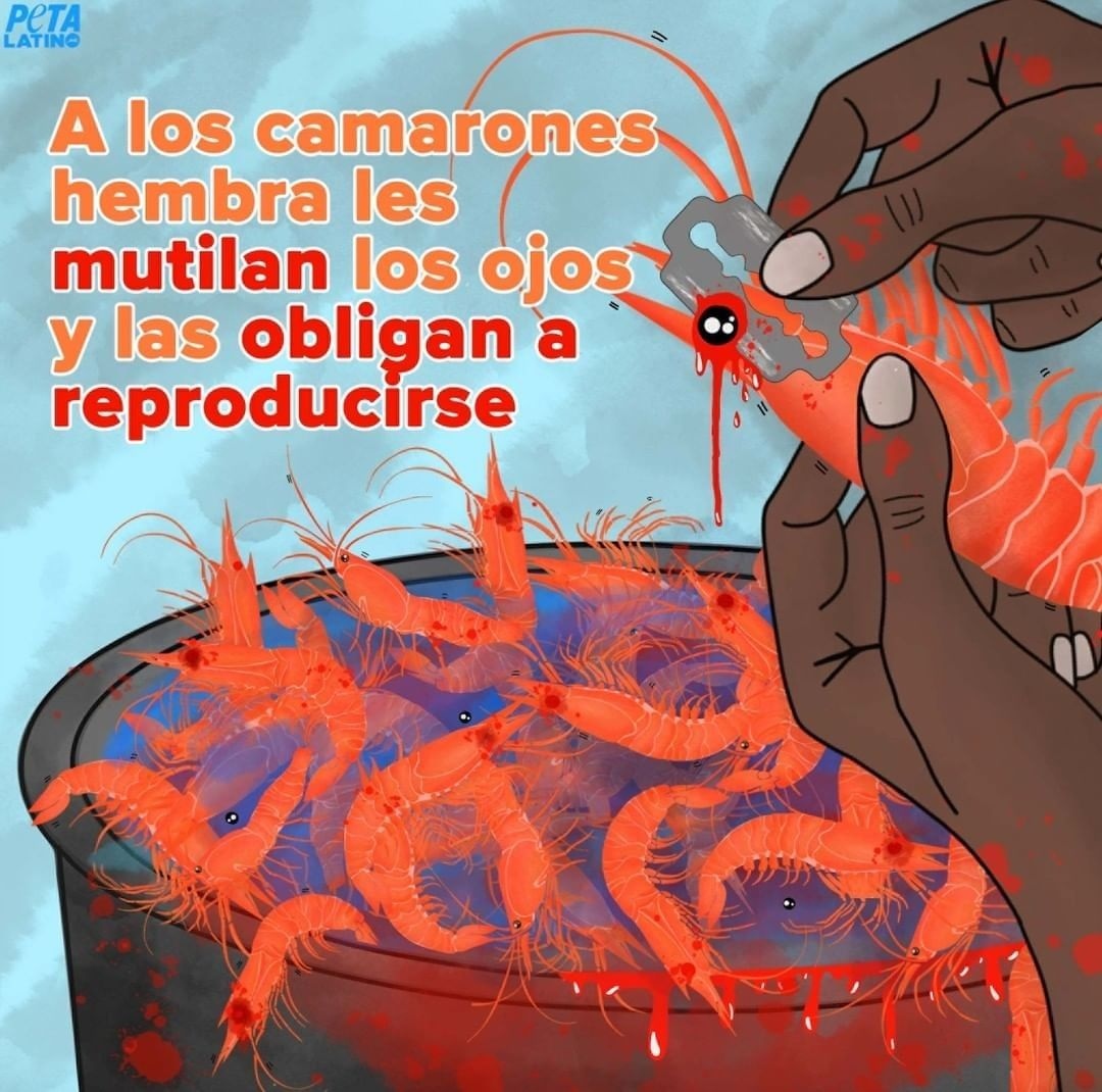 ¿Sabes qué es la 'ablación ocular'?

'Este procedimiento doloroso consiste en quitar la glándula hormonal a las hembras camarones para que produzcan huevos constantemente. 😭'

📸 @PETA_Latino

#veganfta #mariscosfrescos #camaronesalajillo #gambas #acuicultura #seafoodrecipe