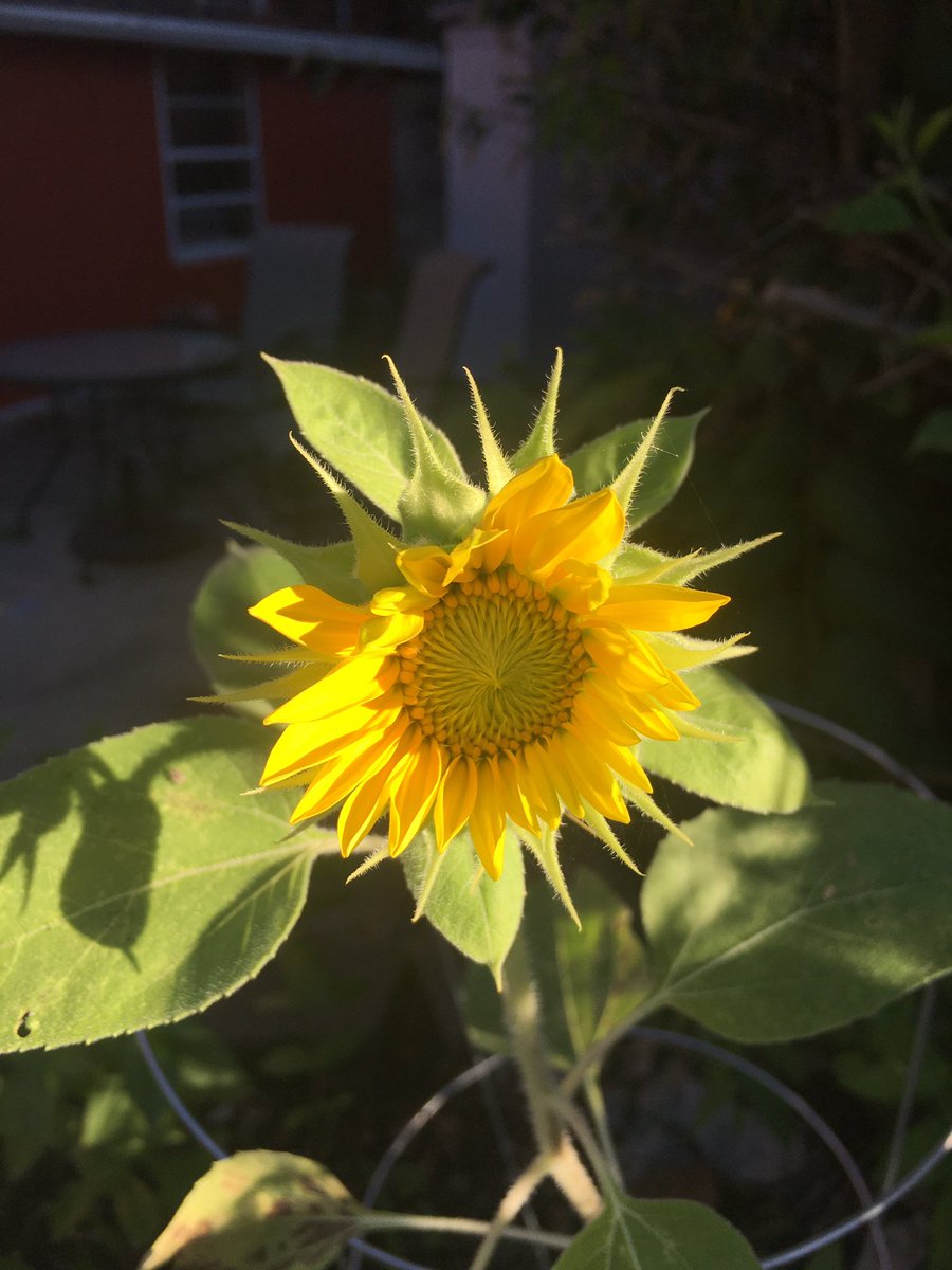 DrJstubb's tweet photo. I grew my first sunflower!! Am I officially a #Kansan now? @TheKDWP https://t.co/QiEWshzDB7