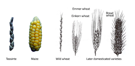 farmingfirst's tweet photo. How can farmers maximise harvests on arable land?
#4RNutrient management is applied around the ๐ & refers to:
๐ฑ Right fertilizer
๐ Right rate
โฐ Right time
๐บ Right place
Get insights on how agricultural inputs can improve crops ๐
https://t.co/PMpfui2ikG https://t.co/Xtg9oT0u1Y