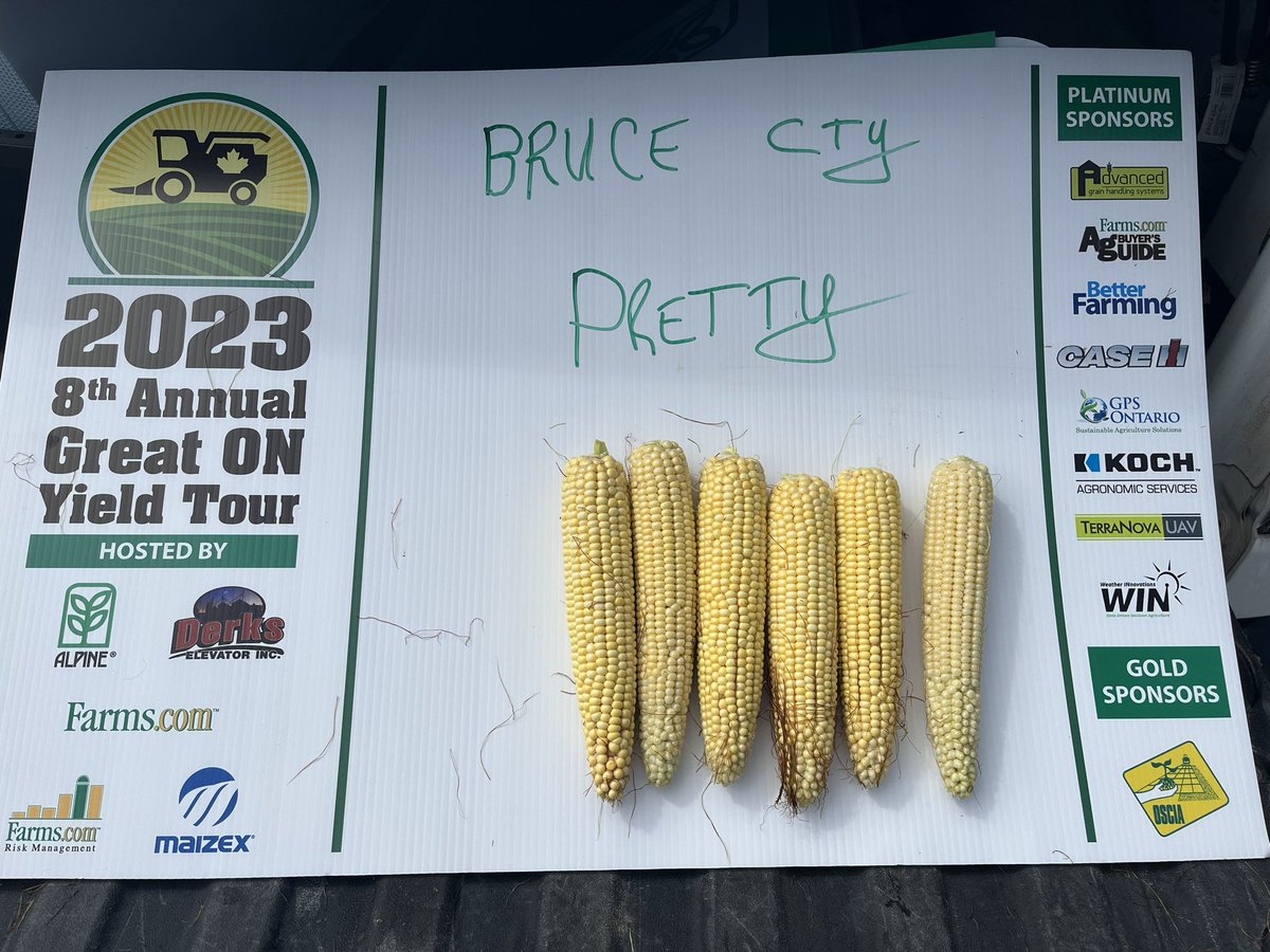 Wmitch99's tweet photo. #ONYield23@alpinepfl@maizex@OntAG 

Ontario Yield Tour underway
Bruce County Samples https://t.co/dAtFFSL5B7