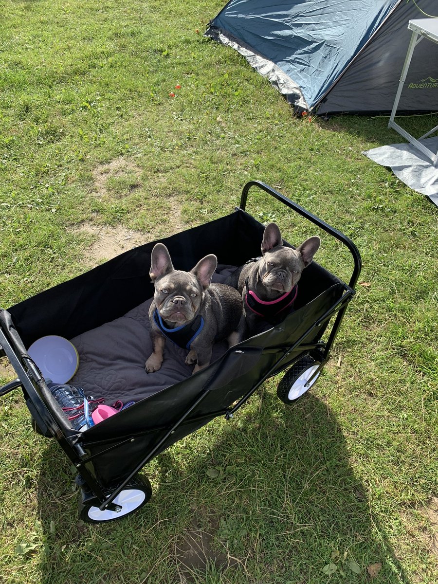 _Mark_Joel's tweet photo. @AldiUK Hi guys. Stop the search. We are brother and sister Arlo &amp; Nyla. We turned 1 in March. We have two daddies. We love playful walks. Lots of snugs and we especially like it when it’s the pet event so we get lots of new toys. Not to forget the cosy beds #EarlsPooches #smallcategory https://t.co/WSVAbV0NGJ