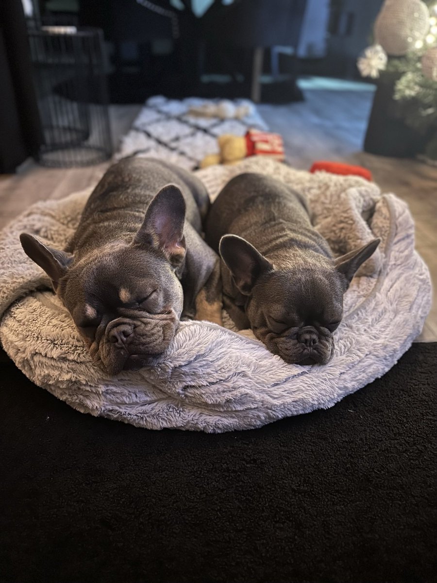 _Mark_Joel's tweet photo. @AldiUK Hi guys. Stop the search. We are brother and sister Arlo &amp; Nyla. We turned 1 in March. We have two daddies. We love playful walks. Lots of snugs and we especially like it when it’s the pet event so we get lots of new toys. Not to forget the cosy beds #EarlsPooches #smallcategory https://t.co/WSVAbV0NGJ