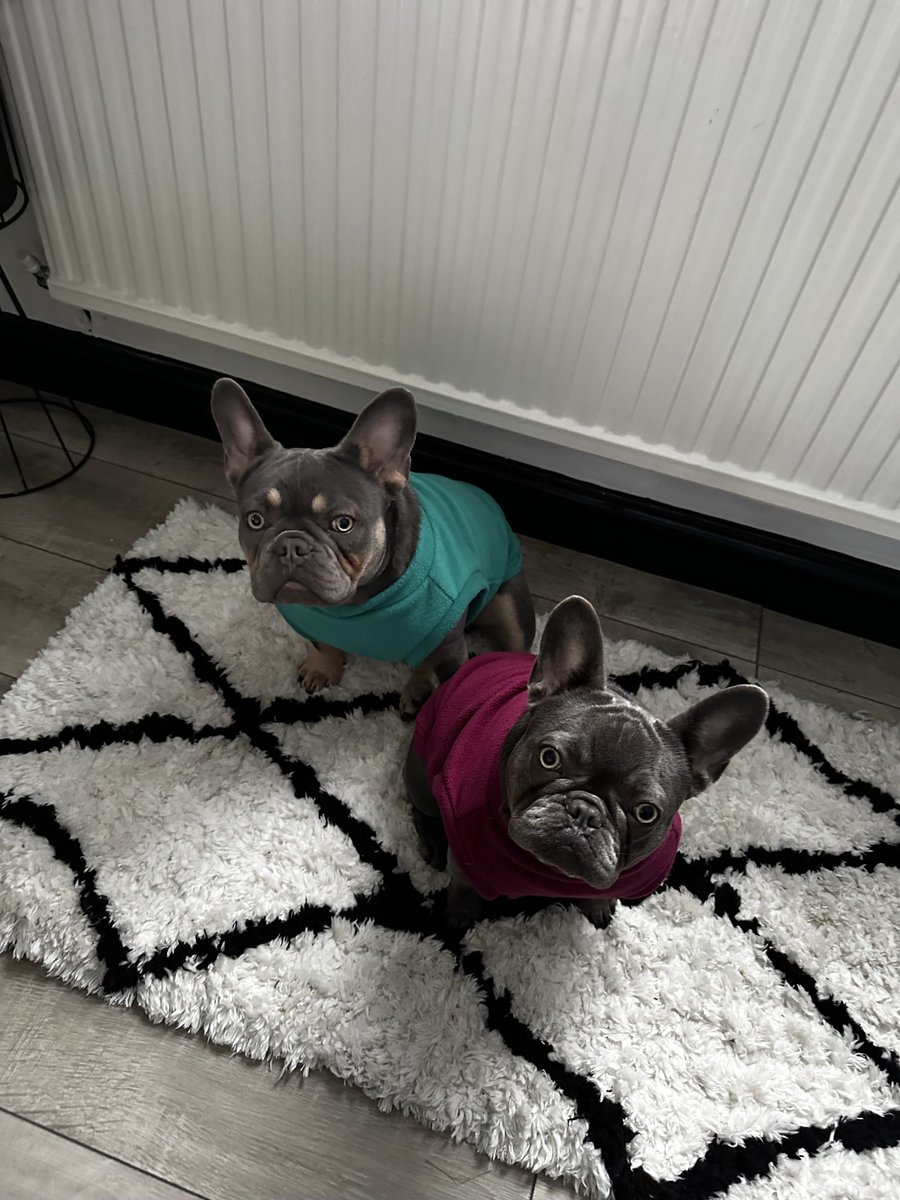 _Mark_Joel's tweet photo. @AldiUK Hi guys. Stop the search. We are brother and sister Arlo &amp; Nyla. We turned 1 in March. We have two daddies. We love playful walks. Lots of snugs and we especially like it when it’s the pet event so we get lots of new toys. Not to forget the cosy beds #EarlsPooches #smallcategory https://t.co/WSVAbV0NGJ