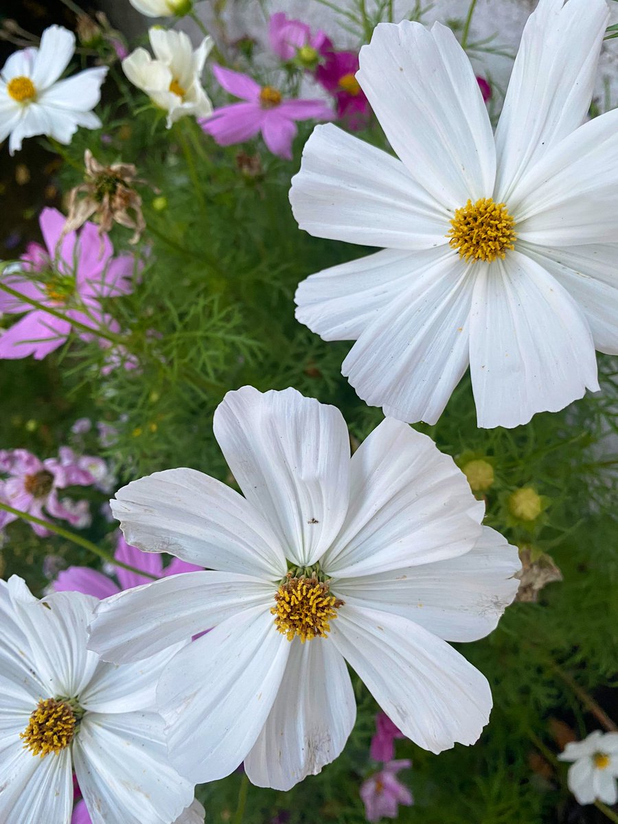 #battleflowers du soir 🌸💕