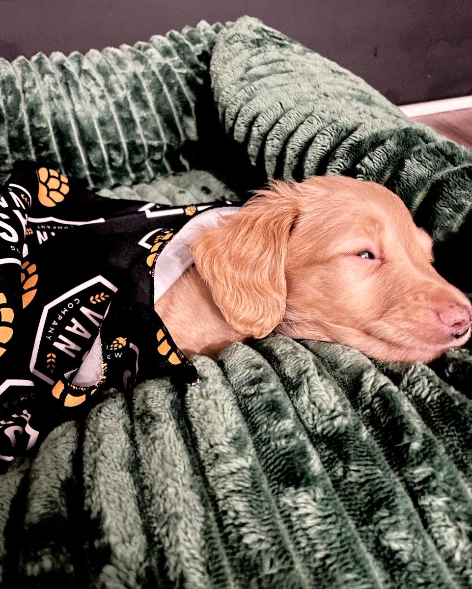 Little Rooster tuckered out after a big day on the patio! 

Open daily from 12pm. 
YES our patio is dog friendly!