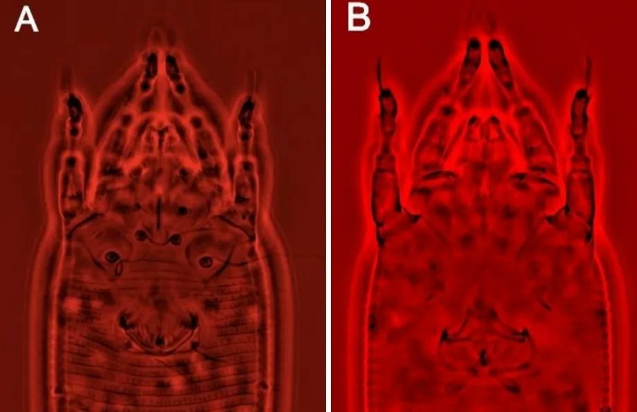 acarological's tweet photo. Aculus taihangensis (Acari: Prostigmata: Eriophyidae), a potential biological control agent identified from the highly invasive pest plant, tree of heaven, in Türkiye
https://t.co/zscFdovm5f #acari #mite #acarology #eriophyidae https://t.co/FzSwCIDABZ