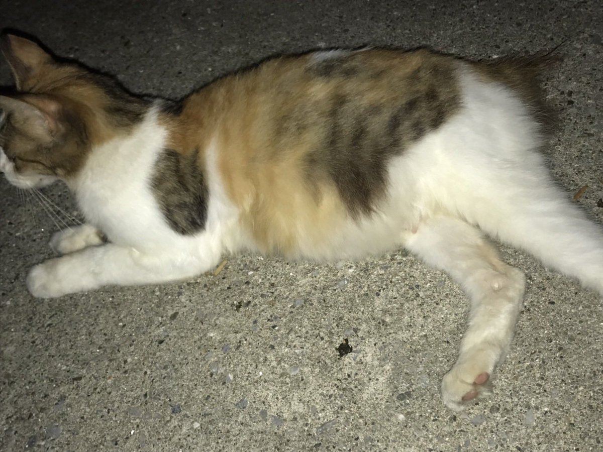 ov_mx2's tweet image. お腹がぽこんってしてる🤔