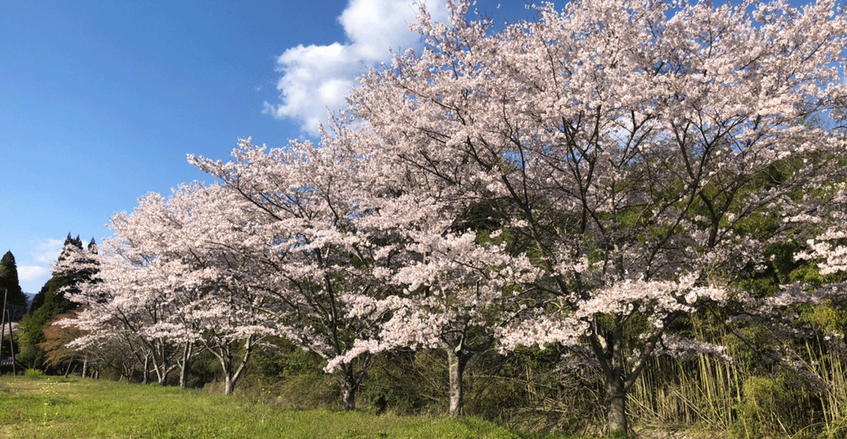 WhiskyAdvocate's tweet photo. In a world dominated by classic oak, a brave few are venturing into uncharted territory, choosing alternative casks made from Sakura, Mizunara, Acacia, Amburana, and more.β #whiskyadvocate #caskfinishing #whiskydrinker https://t.co/Jg7DEl69Vi https://t.co/2ZvTK9y8tz