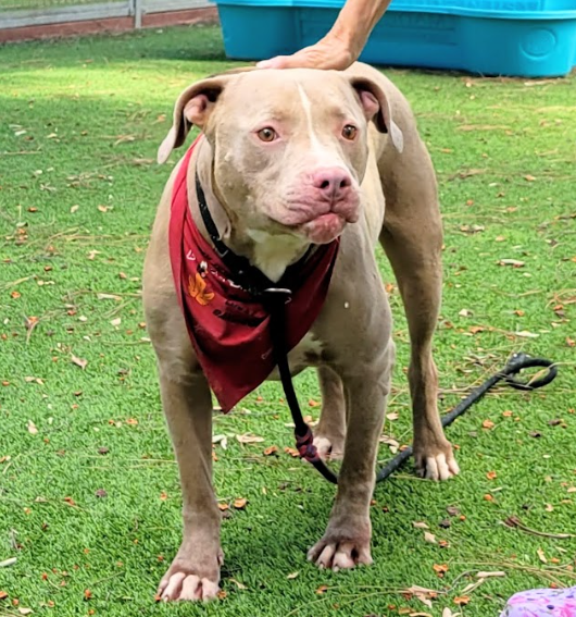Love bucket, Chonks (#A2087743), a 7-year-old male Pit Bull, is ready for adoption. He has a hard pull on walks, is playful and affectionate, knows sit/shake/down commands, likes ball chasing. Meet w/o an appt at East Valley Shelter; <a href="/LACityPets/">LA Animal Services</a>; 
laanimalservices.com/shelters/east-…