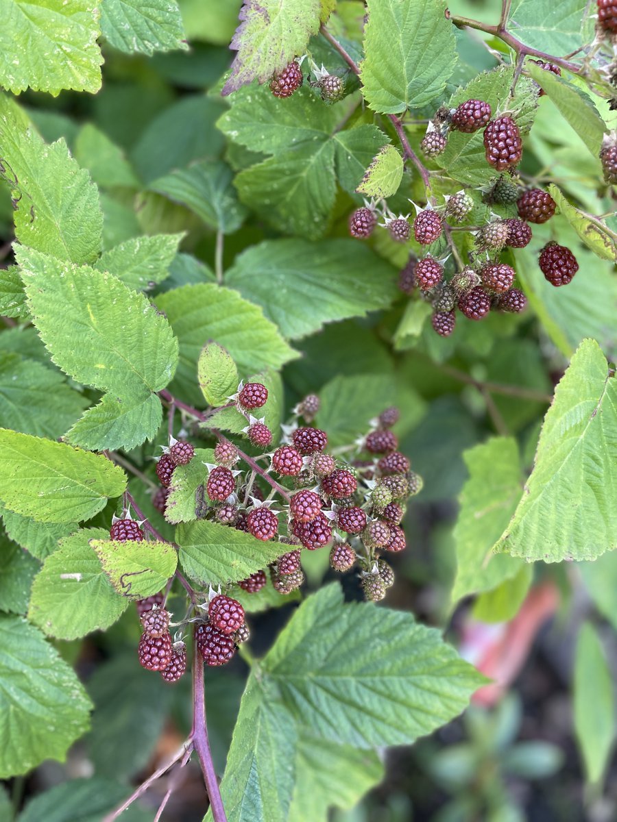 We've already had a few blackberries from one of our canes but most are sitting there waiting to ripen. 

We normally get a big haul each year, considering we think the canes are over 20 years old.

allthatgrows.co.uk/fruit/how-to-g…