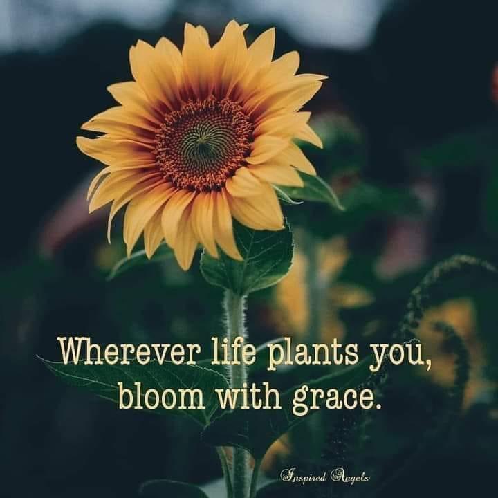 greengaljo's tweet photo. https://t.co/xVYNtWdj4i
