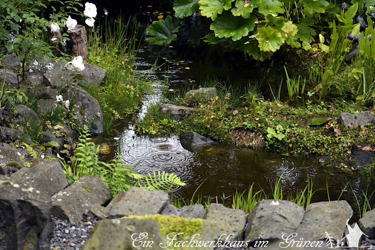 Wir bauen unseren #Gartenteich um. Besonders das #Schilf muss raus. gartenwonne.com/2023/08/der-ga…