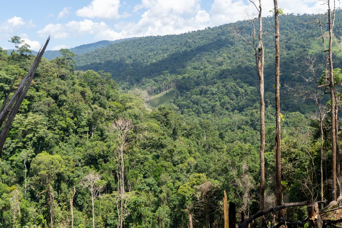 IAP ActionPeace tweet media