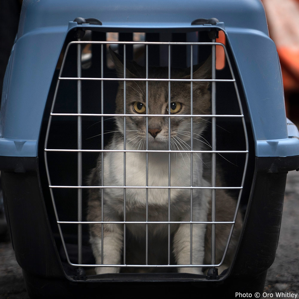 GreaterGoodorg's tweet photo. Our #GoodFix team has just returned from #Ukraine, where they completed a clinic that safely sterilized, vaccinated & flea/tick treated over 650 cats & dogs! ππ #AmplifyTheGood https://t.co/DqgHXrPELa