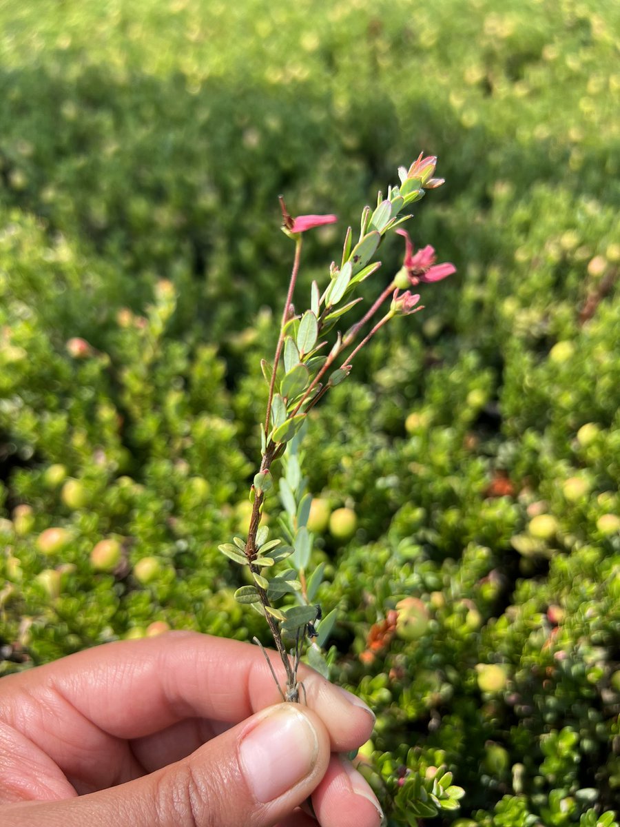 LeslieHolland_'s tweet photo. #PlantHealth2023 folks - curious about a re-emerging #phytoplasma disease in cranberry?! Check out Casey Trickle’s talk at 10:30am TODAY in the Pathogen-Vector Interactions Technical Session @plantdisease https://t.co/bjuPnJPtYj