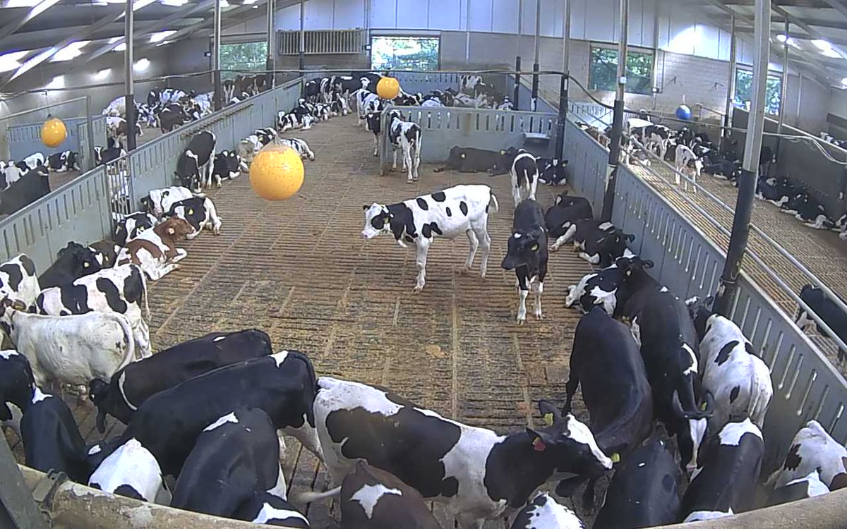 Unsecured_CCTV's tweet image. Ruse, Bulgaria 🇧🇬