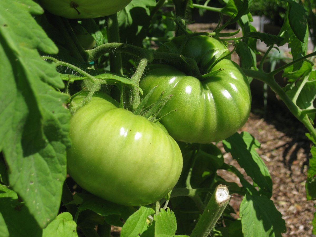 farmingmfs's tweet photo. Tomatoes take 105 to 160 days to mature from seed.
They grow in rich, fertile soil or peat-free potting compost in a sunny, sheltered location. Water the plants on a regular basis, and once they start flowering, fertilize them weekly with a high-potash fertilizer. https://t.co/PCKitMHUw6