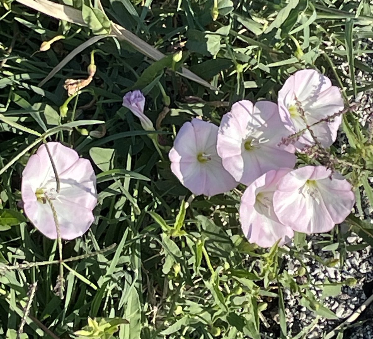 Isabella Ferron tweet media