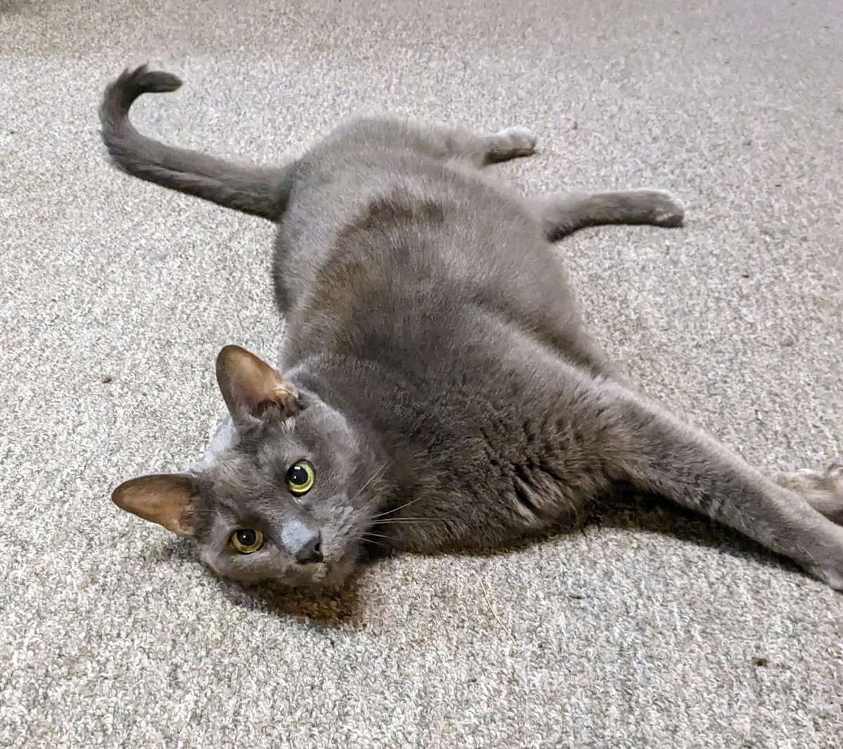 Charles, OFM Cap. tweet media