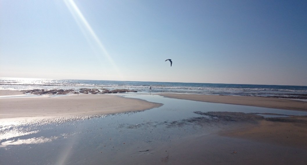 CliveReed57's tweet image. the seagull glides
as the sun&apos;s rays
scrape the sea

#vss365 #scrape